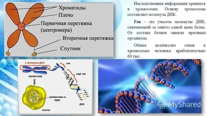 Наследственная информация где. Генетическая информация. Хранение генетической информации. Наследственная информация хранится в. Генетическая информация.