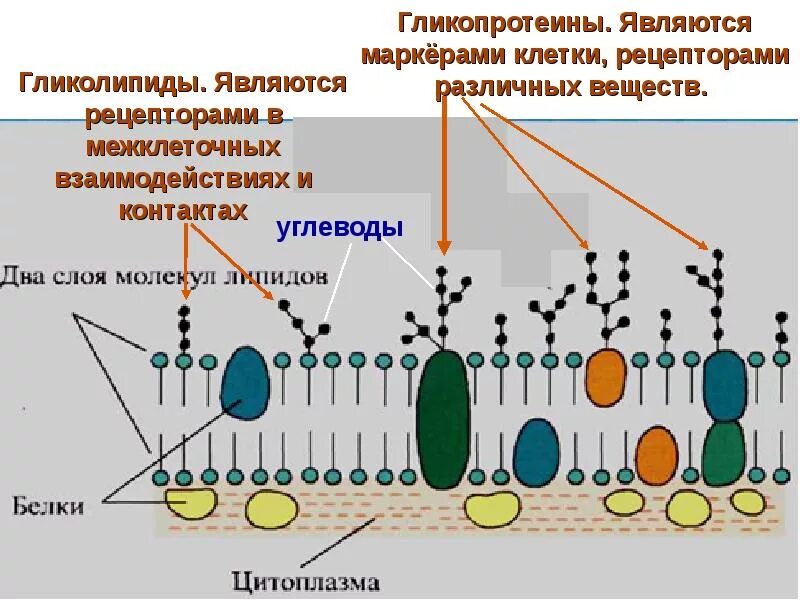 Функция углеводов в клеточной мембране