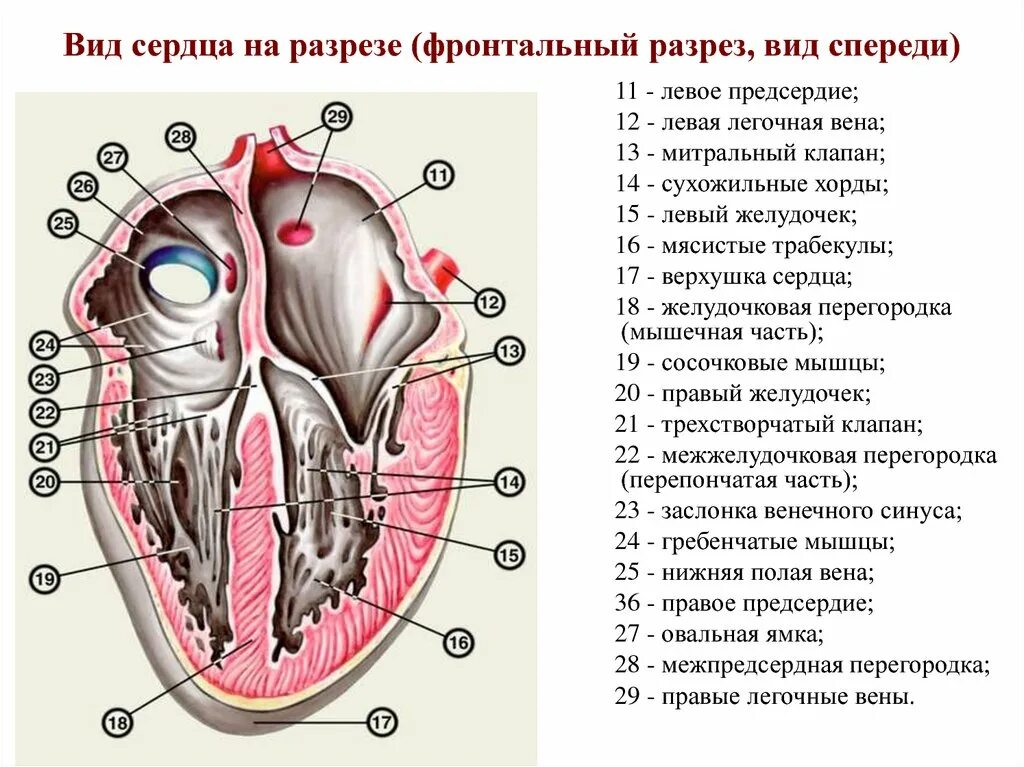 Правое предсердие сердца анатомия. Строение сердца срез. Межпредсердная перегородка сердца анатомия. Строение сердца в разрезе анатомия. Клапан правого предсердно желудочкового отверстия