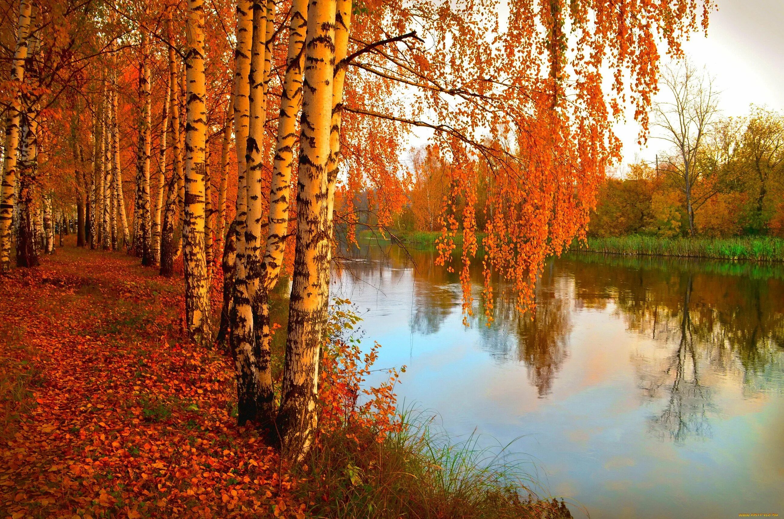 Приветливой осени. Золотая Березовая роща. Осень. Осенняя природа. Золотая осень.