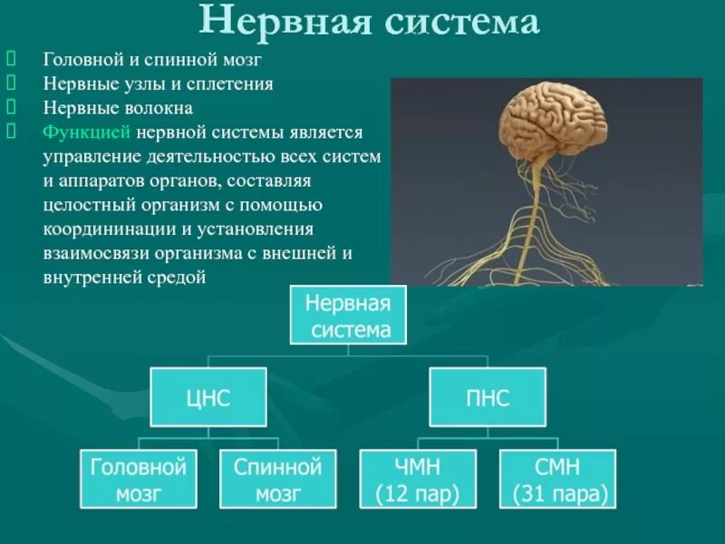 Нервная система головной и спинной мозг. Головной и спинной мозг относится к . нервной системе. Органы из которых состоит нервная система. Головной спинной мозг нервы