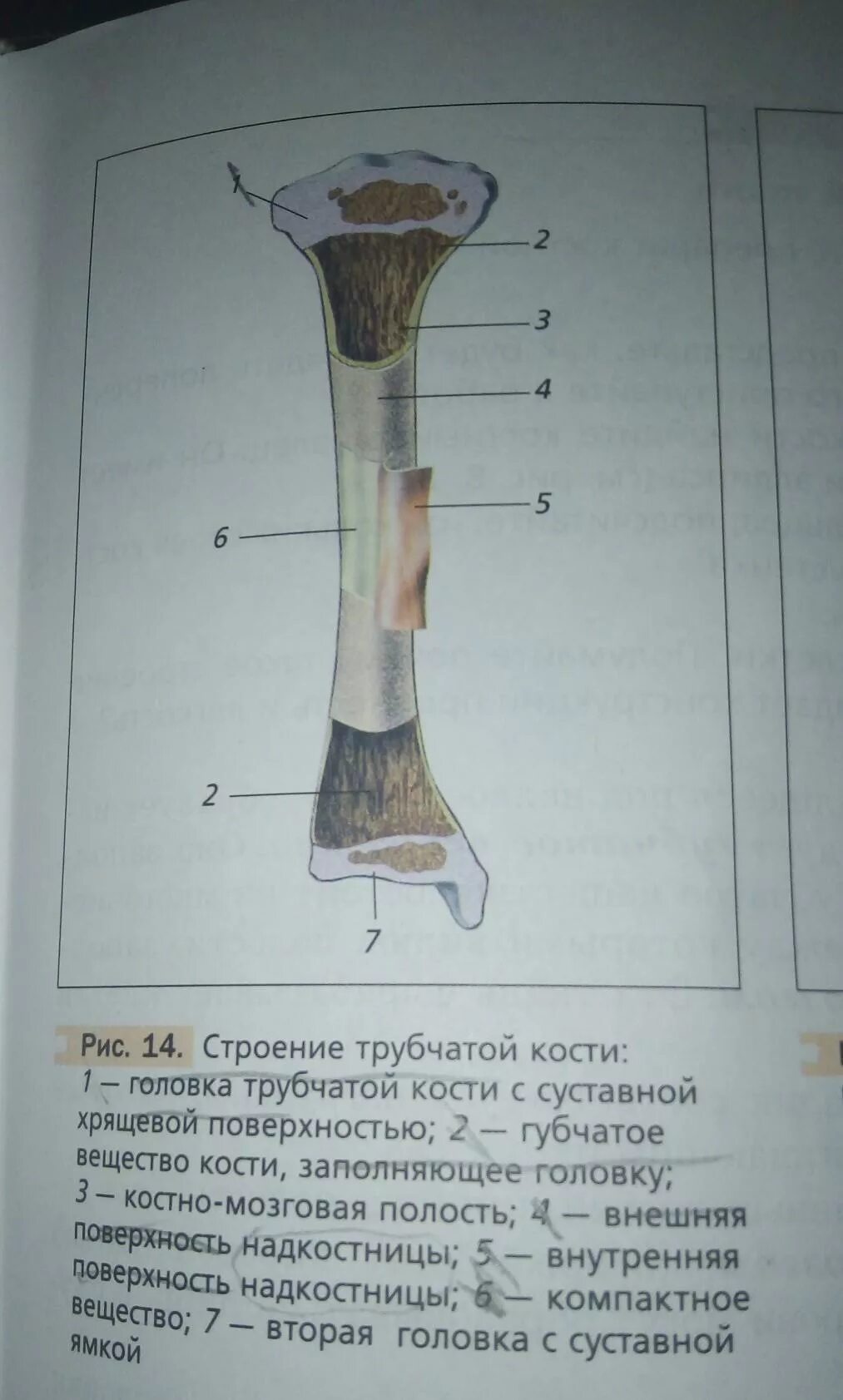 Рассмотрите рисунки 14 и 15 сопоставьте строение. Строение трубчатой кости биология. рис строение трубчатой кости. схема строения трубчатой кости 8 класс. рис 14 строение трубчатой кости.