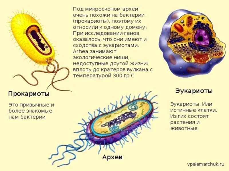 Формы жизни прокариоты