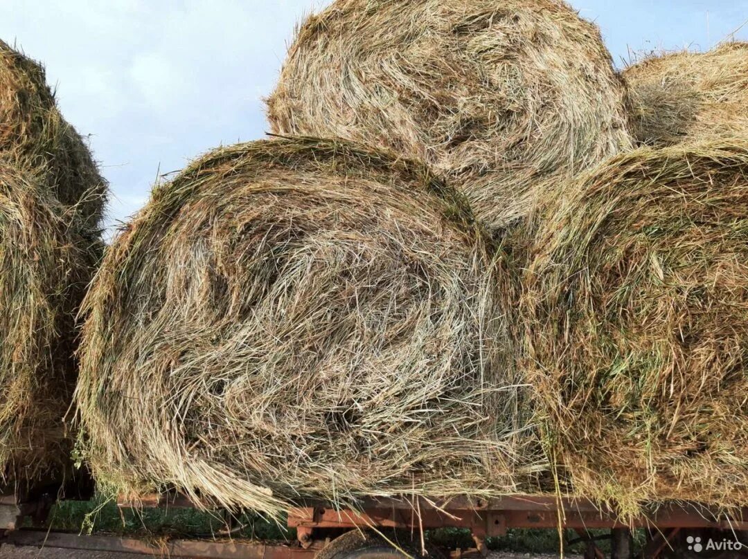 Сено Луговое зеленое. Сено для кроликов. Сено душистое. Сено Луговое пучок. Купить сено в ставропольском