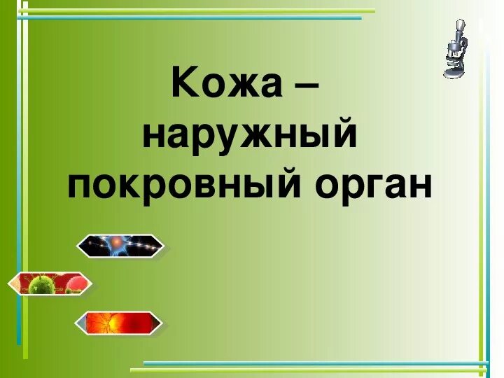 Урок кожа 8 класс биология. Кожа наружный покровный орган 8 класс. Презентация кожа 8 класс. Биология 8 класс кожа наружный покровный орган. Биология 8 класс презентация.