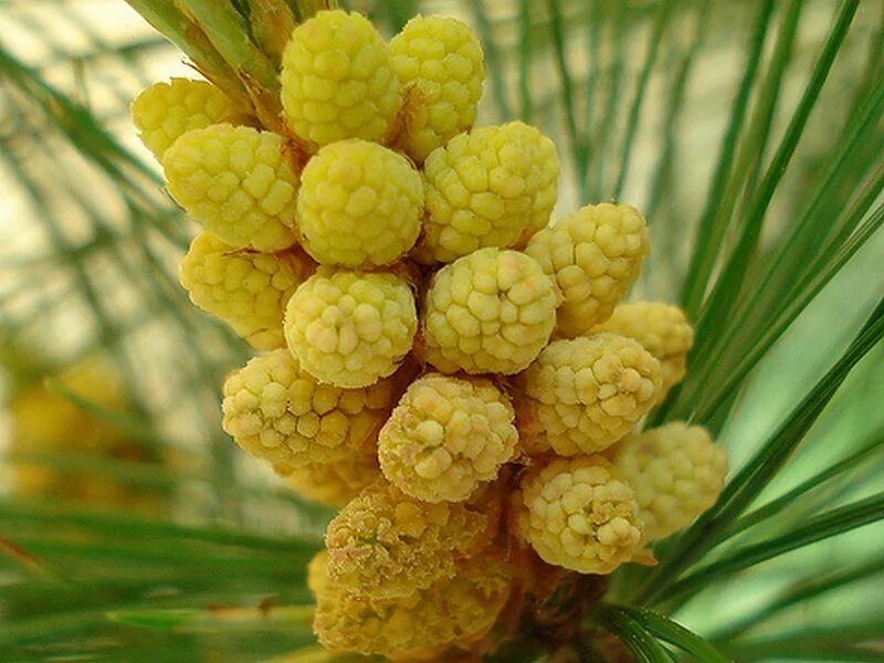 Как выглядит пыльца сосны. Как выглядит пыльца сосны. Pinus sylvestris. Как выглядит пыльца сосны. Как выглядит пыльца сосны.