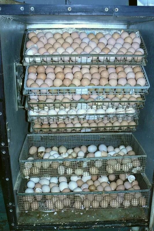 Сколько в день переворачивать яйца. Инкубатор ИЛБ 05. Инкубатор ИЛБ 0.5 М. Цесариные яйца в инкубаторе. Инкубатор для индюшиных яиц.