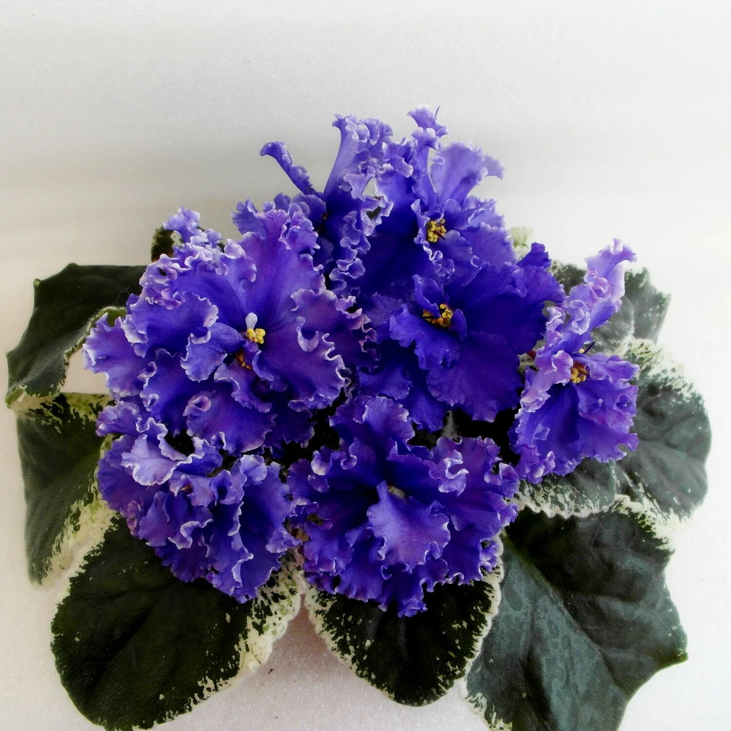 Фиалка эстерхази. Фиалка балморал. Сенполия ват-синяя роскошь. Фиалка ав роскошь. Фиалка сорт роскошь.