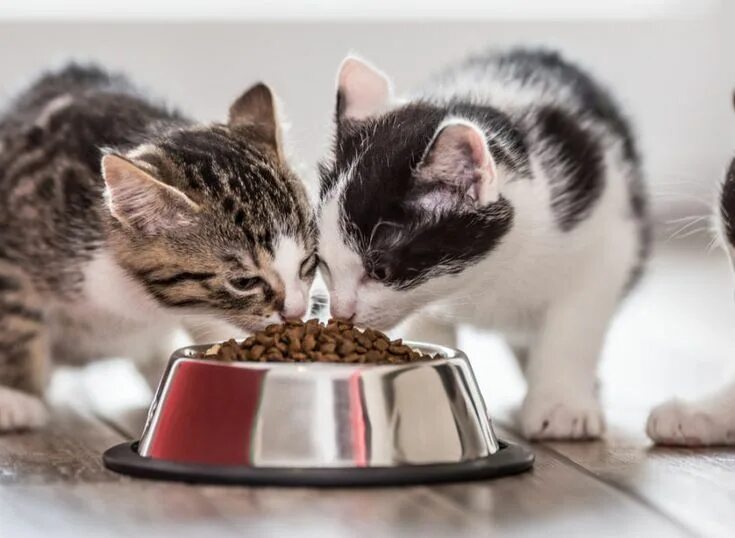 Learn english through story level 1. Миски для котят. Корм для кошек. Женщина кормит кота. She her cats to feed.