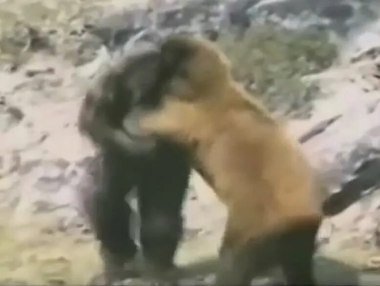 Кто сильнее медведь или горилла. Горилла и бурый медведь. Горилла против медведя Гризли. Бигфут против медведя Гризли. Бурый медведь против гориллы.