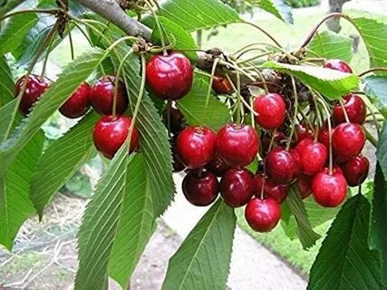 Planting cherries