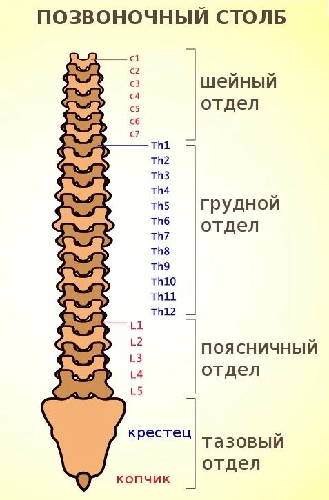 Позвонки пояснично-крестцового отдела позвоночника. Пояснично-крестцовый отдел позвоночника обозначение позвонков. Позвонки крестцового отдела позвоночника. Строение крестцового отдела позвоночника человека. Крестовой отдел позвоночника