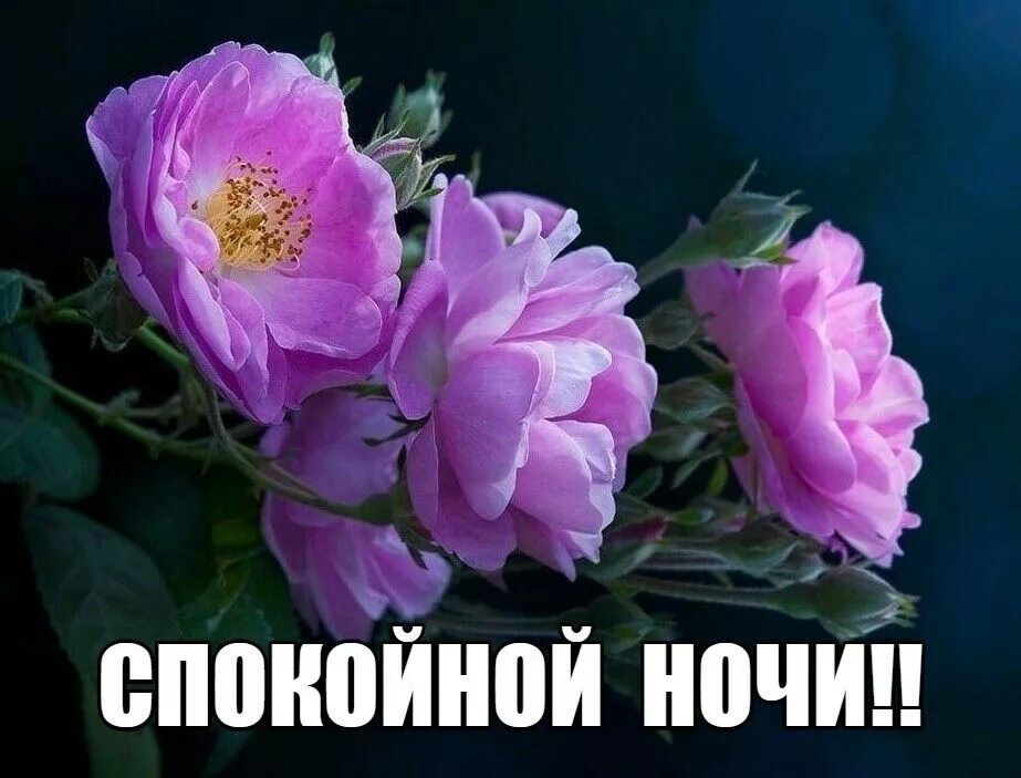 Открытка спокойной ночи розами. Спокойной ночи с цветами. Спокойной ночи цветы. Спокойной ночи цветы. Доброй ночи розы красивые.