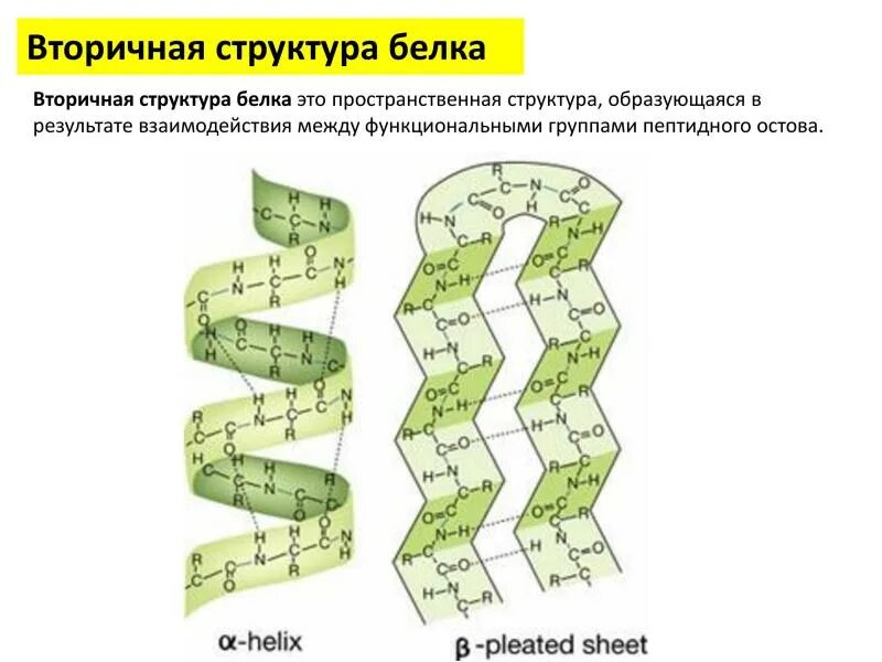 Вторичная структура белка эта структура. Бета слой вторичной структуры белка. Строение вторичной структуры белка. Альфа спираль вторичной структуры белка. Б спираль белка