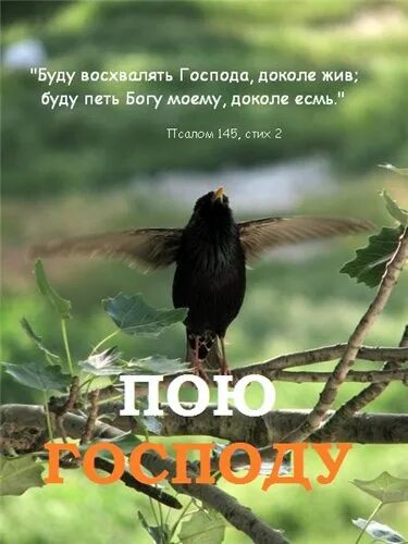 Славим бога песни. Птицы славят Бога. Пойте Богу нашему. Буду восхвалять Господа доколе жив буду петь. Птицы славят Господа.