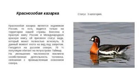 Краснозобая казарка где обитает