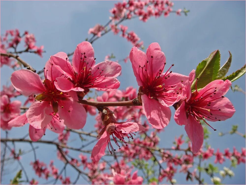Цветущее дерево персика. Нектарин дерево цветущее. Дерево нектарин цветет. Персиковое дерево в цвету. Нектарин в цвету.