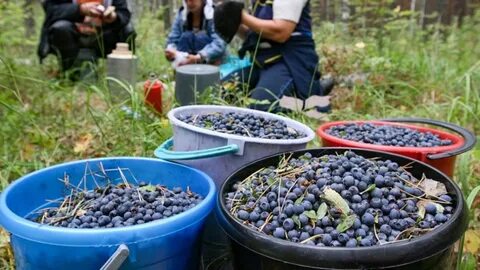 Заготовка дикорастущей продукции