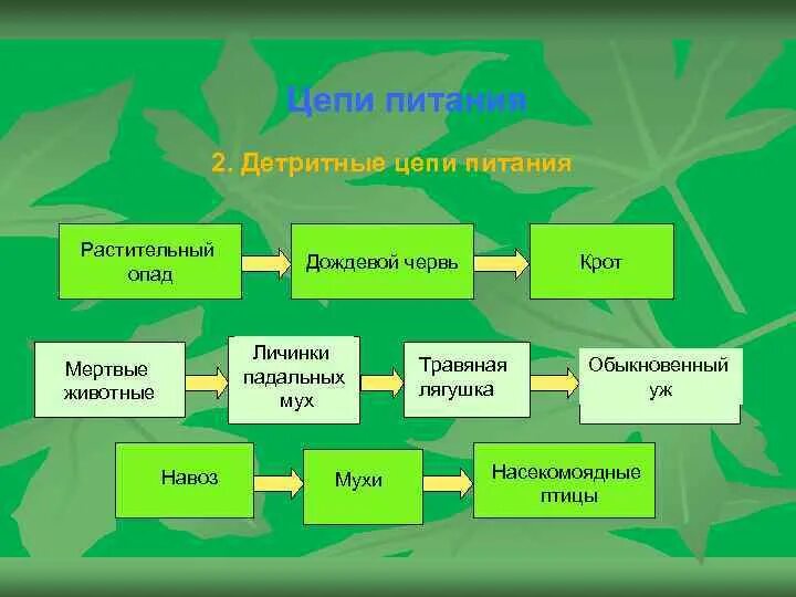 Цепь питания листовой опад еж лисица. Цепи питания. Детритная цепочка питания. Искусственная цепь питания. Искусственная пищевая цепь.