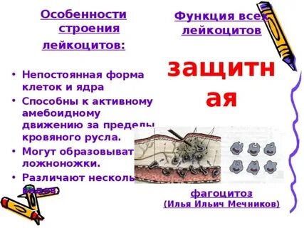 Способны к фагоцитозу амебоидному движению