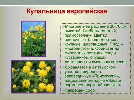 Описания красных растений