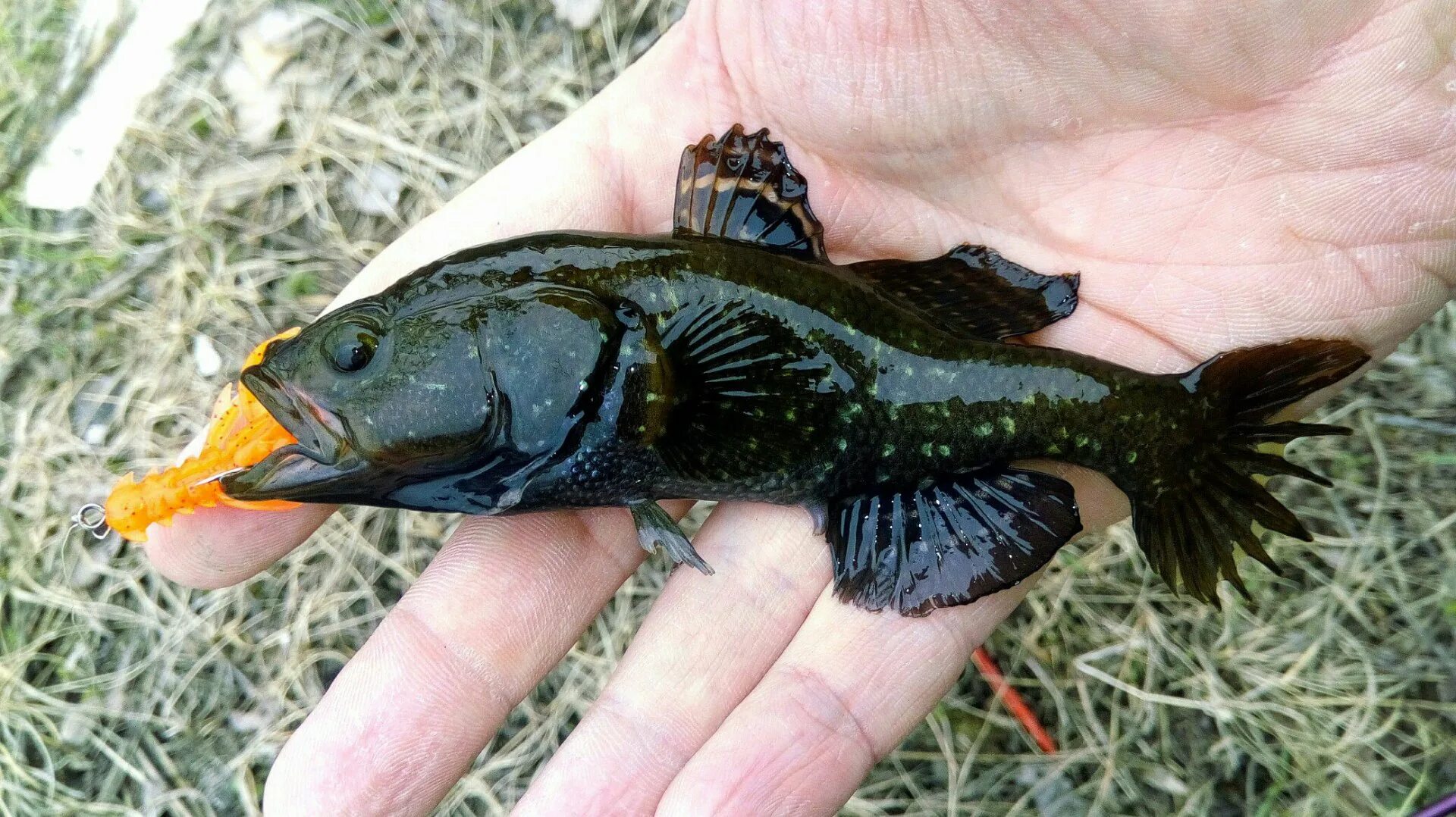 Когда нерест у ротана. Ратан головешка. Что такое ротан. Что такое ротан. Что такое ротан.
