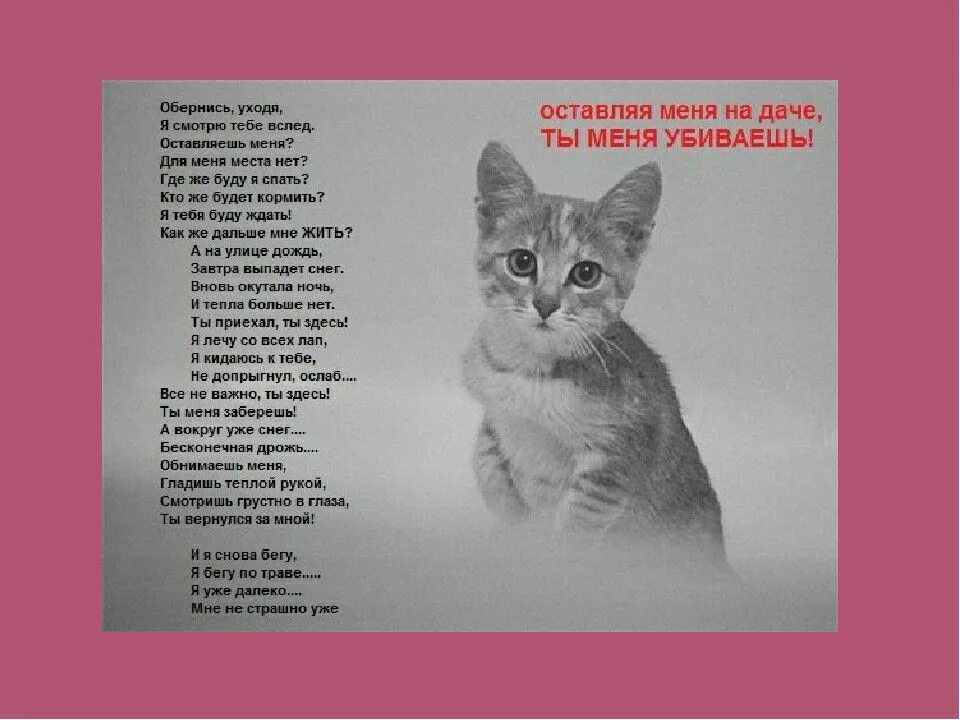 Стихи о котах. Стихи умершей кошке. Коты на радуге стихи. Стихи о котах которые ушли. Котик ушел на радугу.