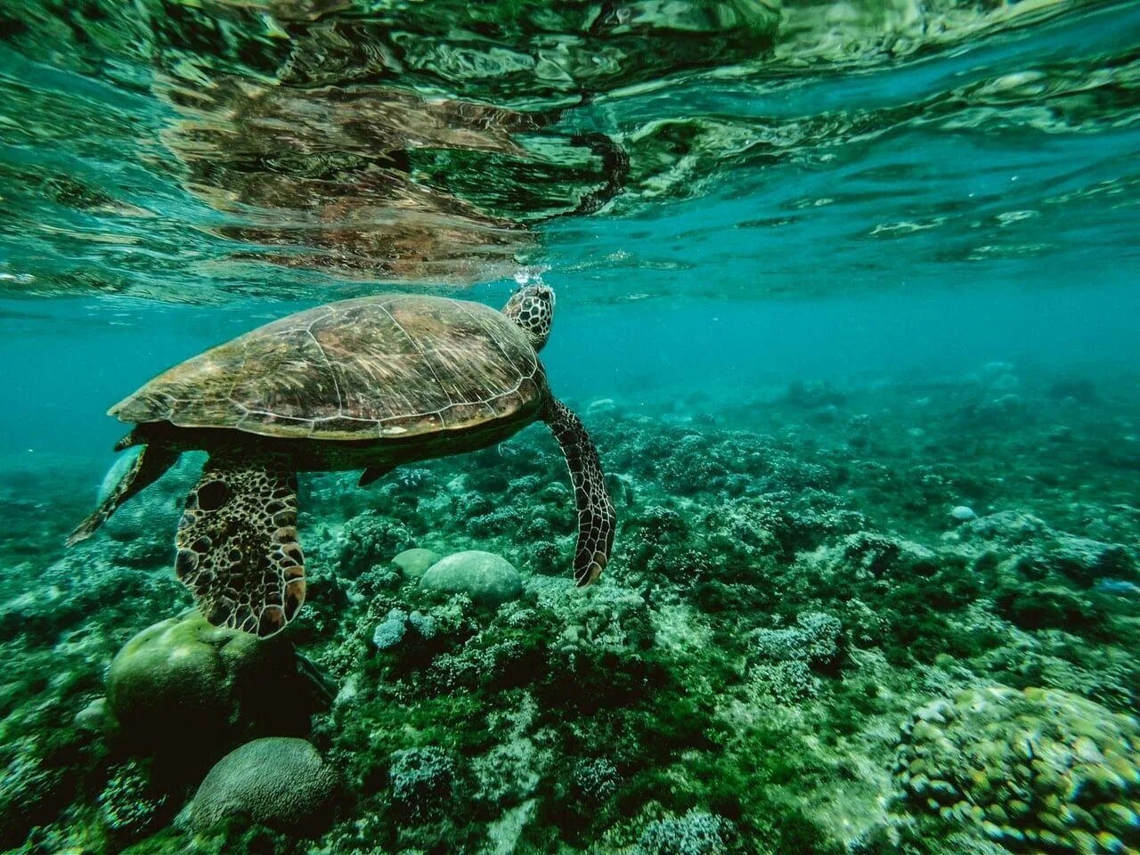 Водные животные это. Черепаший риф Мальдивы. Морской заповедник Саут-Уотер-Кей,. Морская черепаха бисса. Галапагосские острова океан.