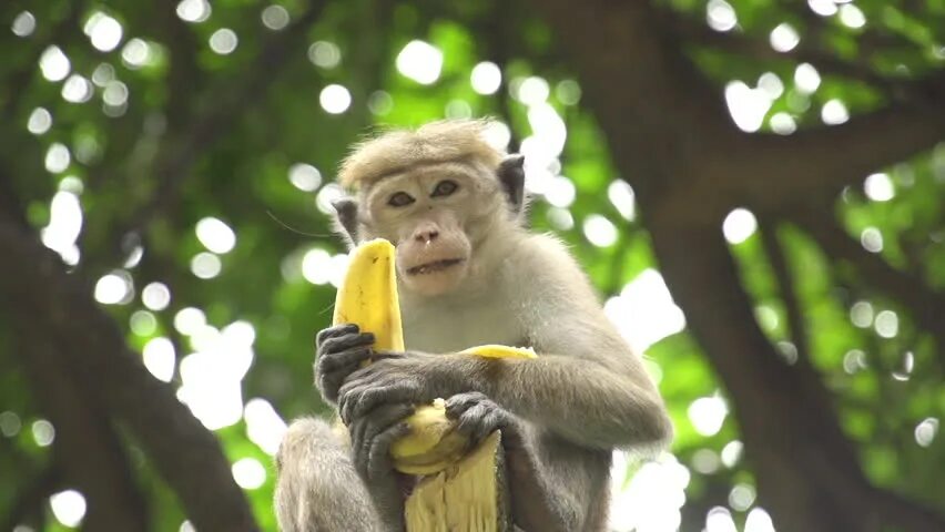 От улыбки обезьяна подавилася бананом. Обезьяна с бананом. Обезьяна ест. Макаки с бананами. Обезьяна ест банан.