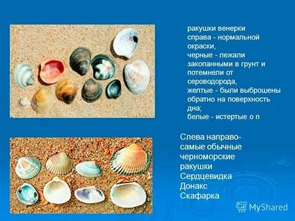 Описание ракушек