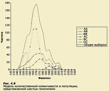 Популяционная изменчивость