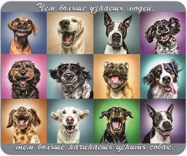 У каждого разная собака