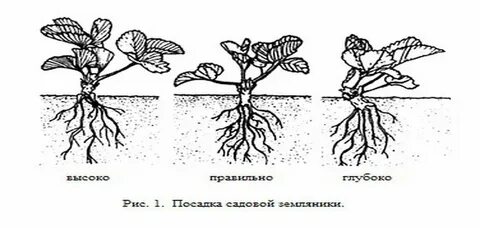 Как правильно рассадить клубнику осенью