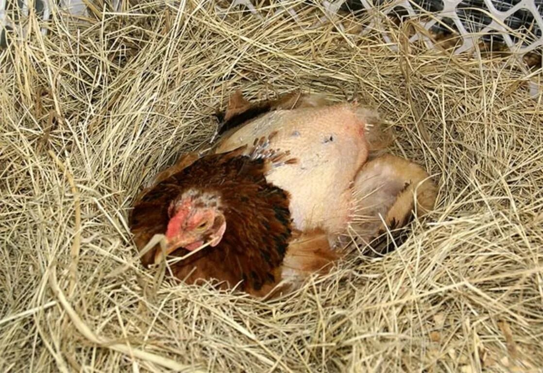 Как подсадить молодых кур. Гнездо для квочки. Курица с яйцами. Курочка в гнезде. Куры в гнезде.