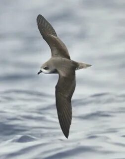 Petrel
