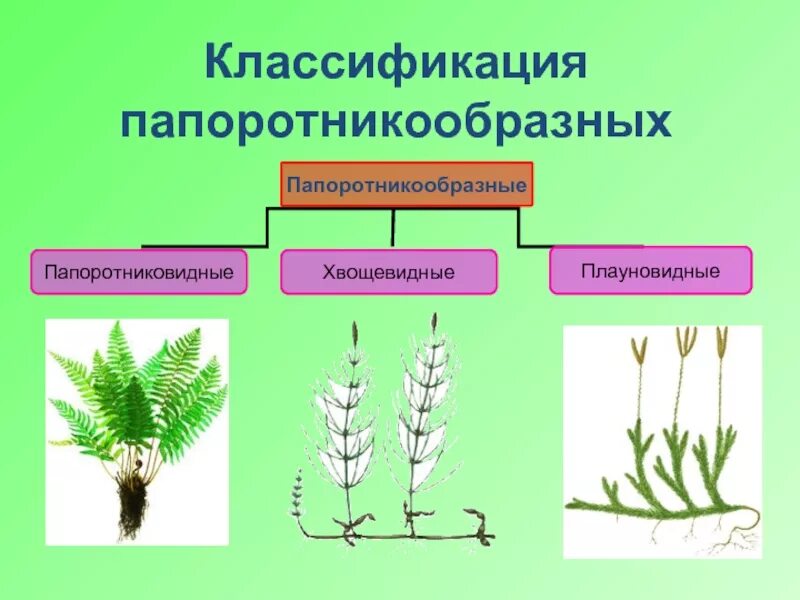 Группа растений папоротники примеры Щитовник отдел растений