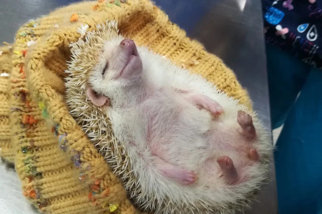 Ежик картинка. Больной еж. Больной еж. Ежик заболел. Больной еж.