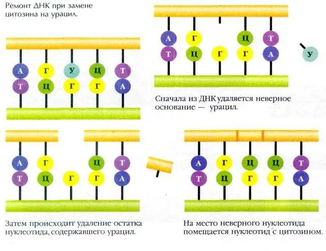 Замена нуклеотида это