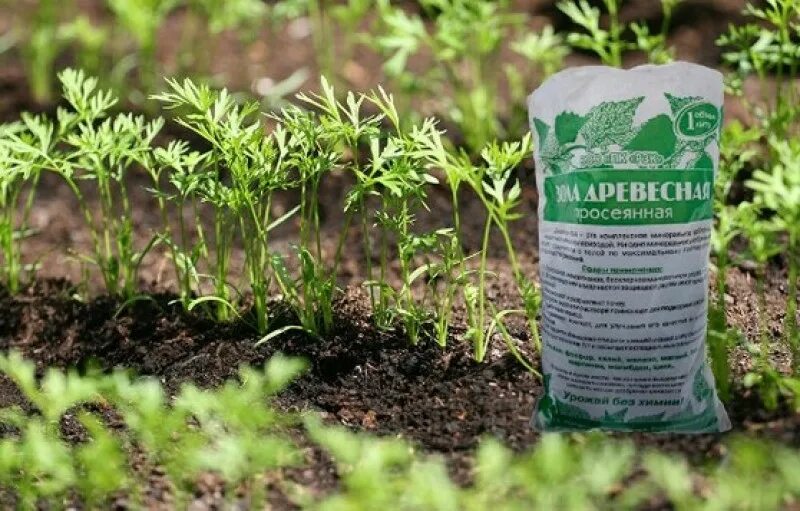 Морковь подкормка в июне в открытом грунте. Морковь подкормка в июне в открытом грунте. Комплексное удобрение для моркови. Удобрение для моркови. Удобрения от морковной мухи.