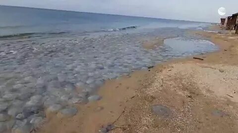 Голубицкая море есть ли медузы