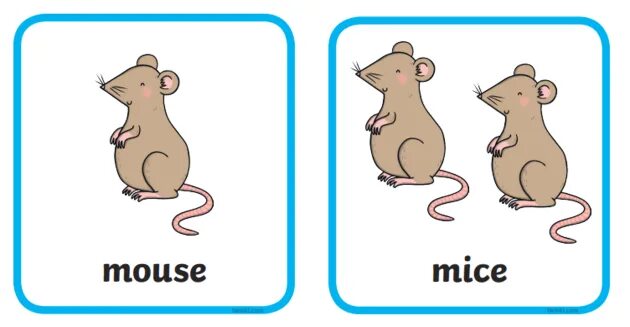 Mouse plural form. Mouse plural. Ratten. Mouse plural. Mouse plural.