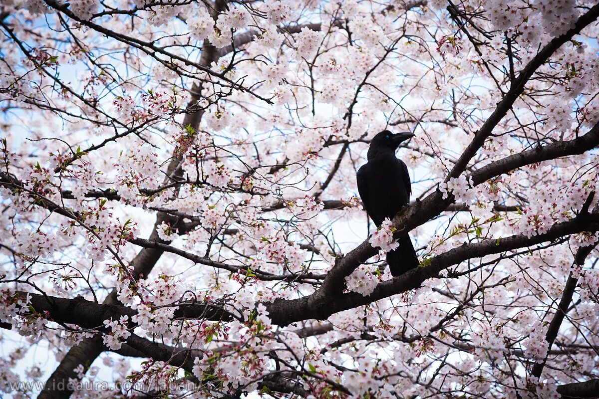 Сакура 6. Японское любование природой. Весенние голоса. 2 Голубя возле цветущей Сакуры.