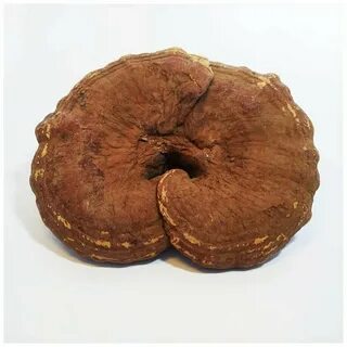 Рейши