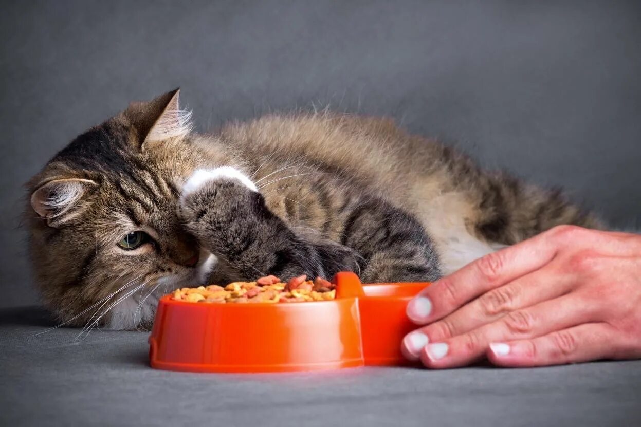 Почему кот закапывает миску. Кошачьи привычки. миска для кота. еда для кошек. для аппетита кошке.