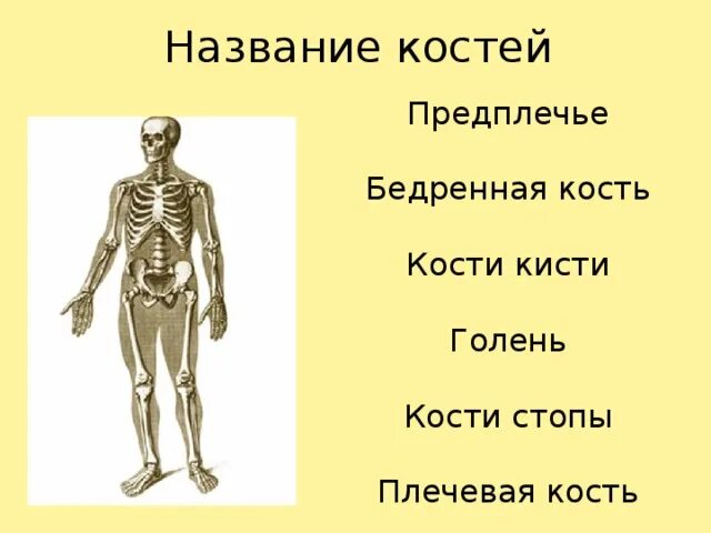 Предплечье и голень. Строение тело человека голенб предплнчье. Названия голень, предплечье. Тело человека предплечье и голень. Почему костю назвали костей