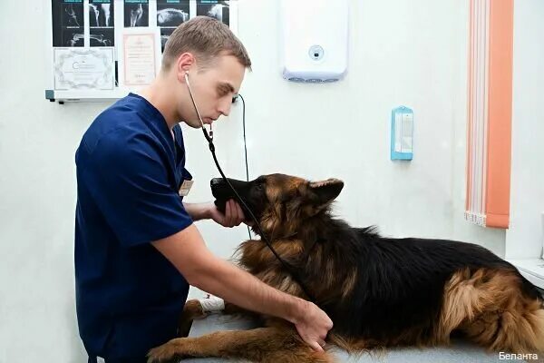 Belanta vet. Belanta vet. Ветеринарной клиники беланта москвы. Беланта ветклиника щербинка. Balanță.
