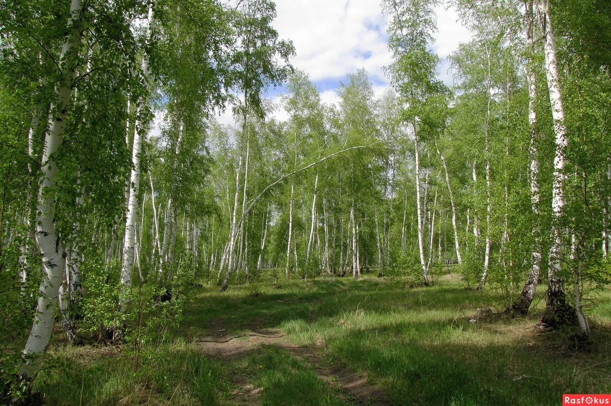 Родной край омск. Река омка калачинск. Омка река в омске. Калачинск природа. Омь калачинск.