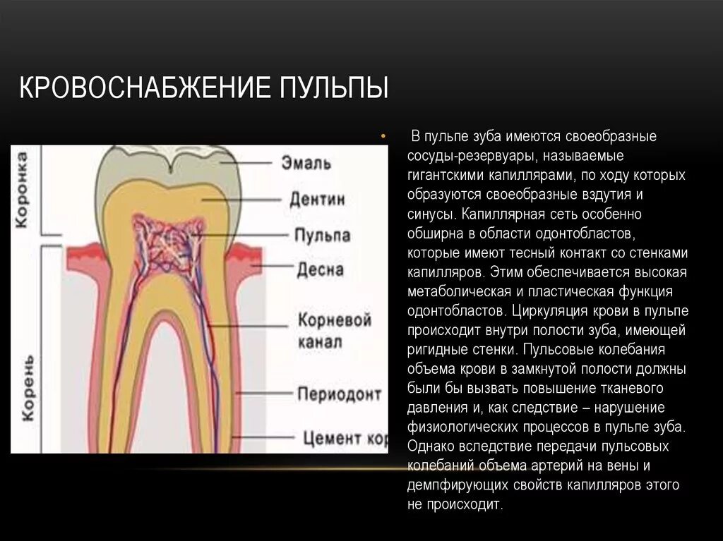 Строение пульпы зуба и периодонта. Строение и функции пульпы зуба. Ткани зуба периодонт строение. Кровоснабжение зубов.