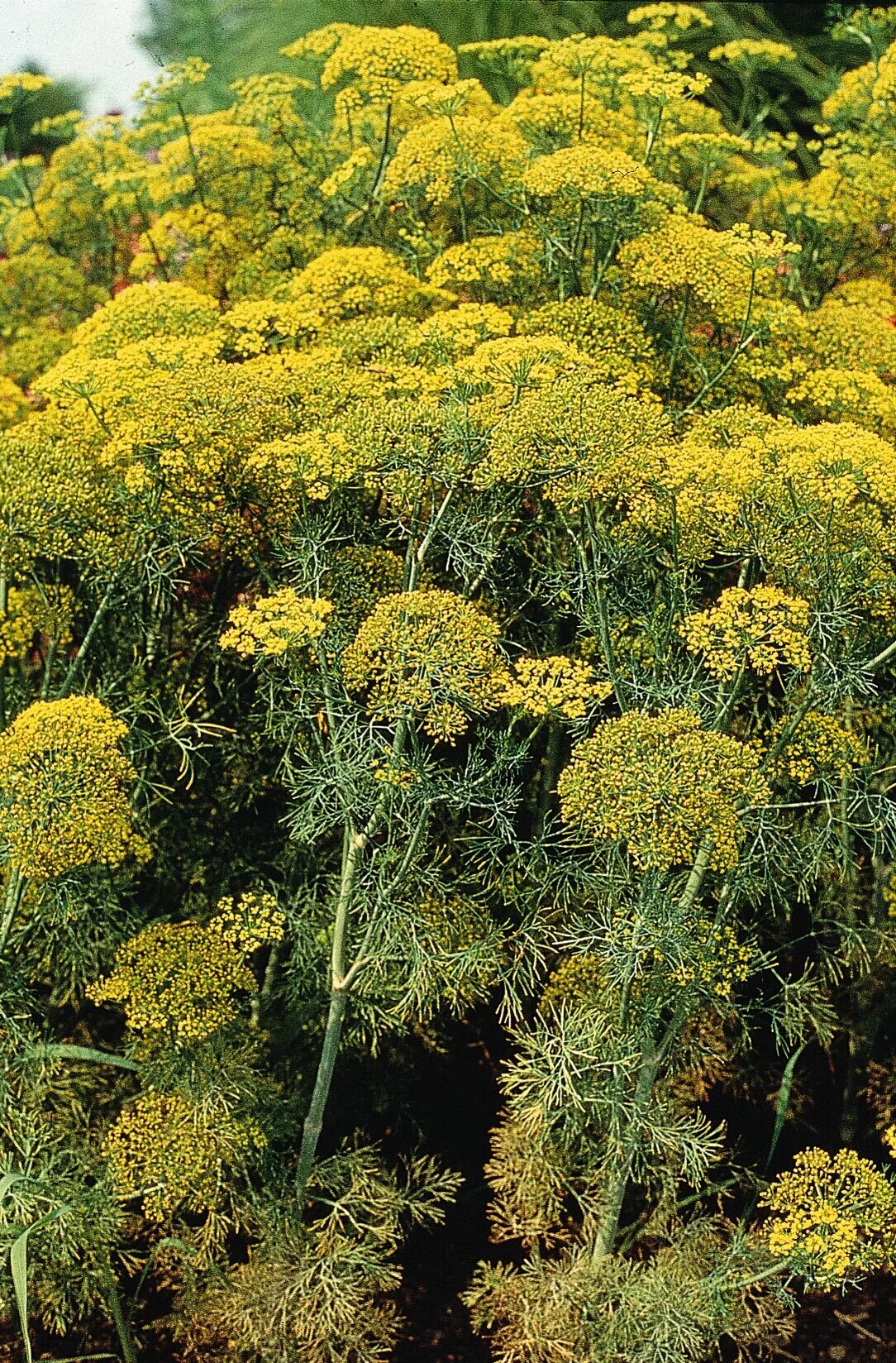 Фенхель дикий. Фенхель обыкновенный. Anethum graveolens. Фенхель трава. Похож на укроп как называется