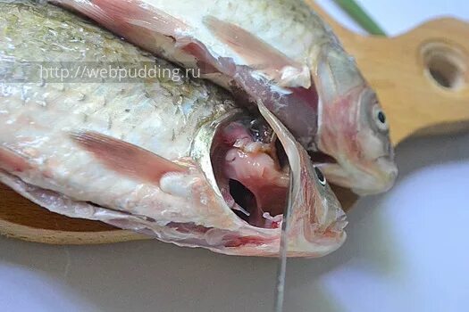 Голова карася. Пиявки на жабрах карася. Пиявки на жабрах карася. Жабры карася. Как убрать жабры у карася.